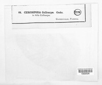 Pseudocercospora callicarpae image